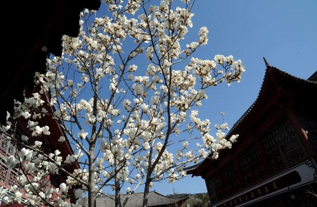 #旅行柚子君#刘公岛如此＂美味儿＂，让你明白什么才是真正的色香味俱佳～