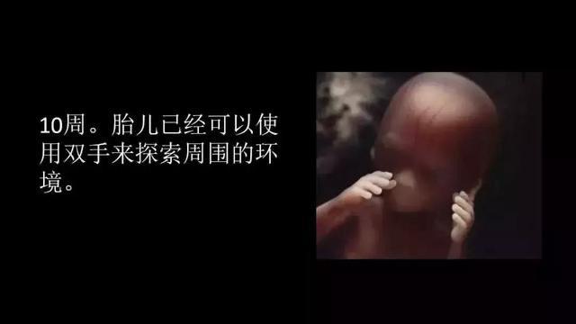 家有儿女|胎儿是如何成长的？这组历时12年的过程图全解，或许能告诉你答案