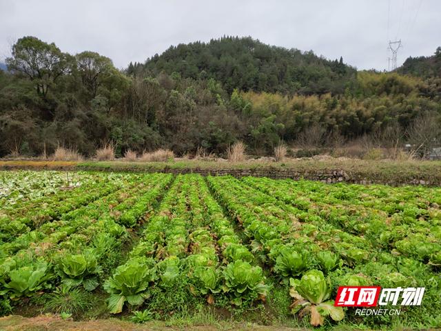 『红网』张家界美团爱心助农 滞销蔬菜网上卖