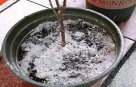 养花|花盆里扔3种“粉末”，半年不施肥照样生长旺盛