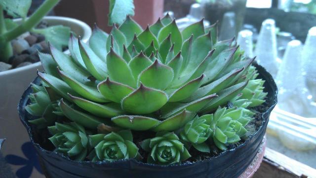 忙？喜欢养多肉？盆栽观音莲牢记此5点，好看又好养