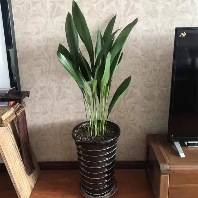 冬天在家养盆一叶兰，清雅又大方，光线不好也能活