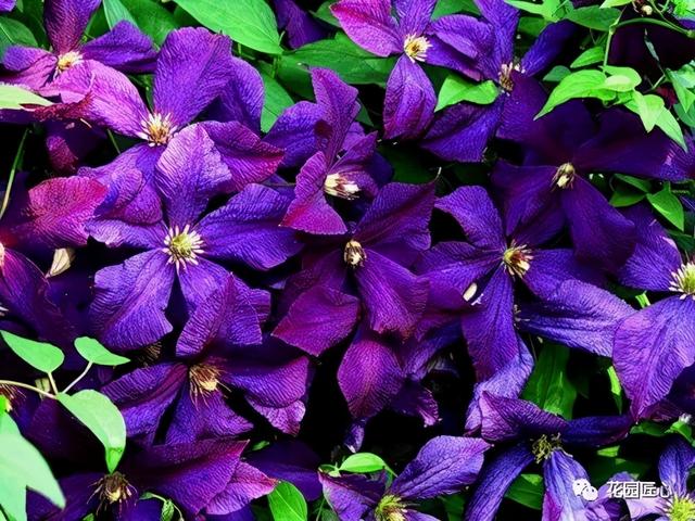 硬核开花机器，“铁线莲”来袭，绝对撞击你的心灵