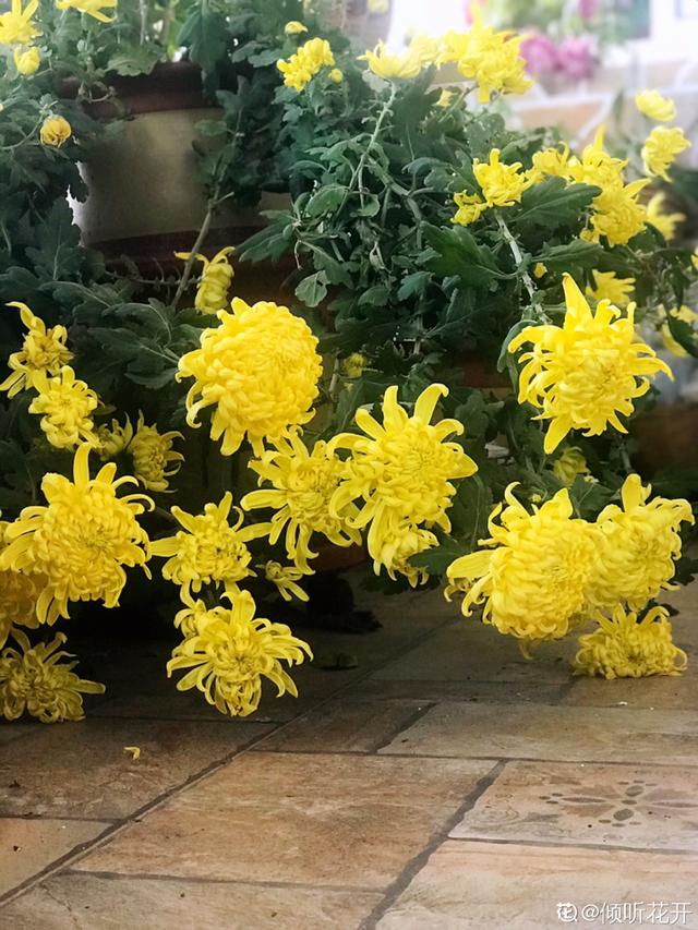 逛花市去捡漏，买了一堆长寿花，拿回来竟然全活了