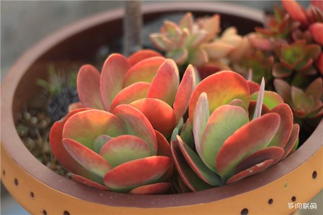 唐印，从绿得像菜，到红得真萌