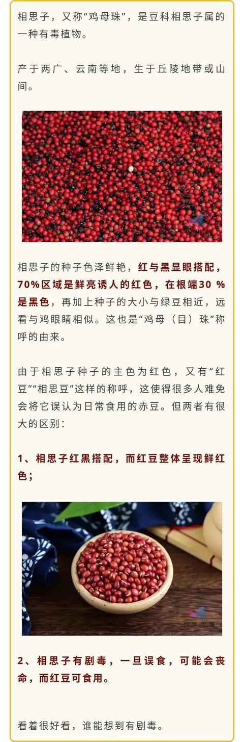 好看，但有剧毒！微博大V纷纷提醒：这种&quot;红豆&quot;千万别吃！