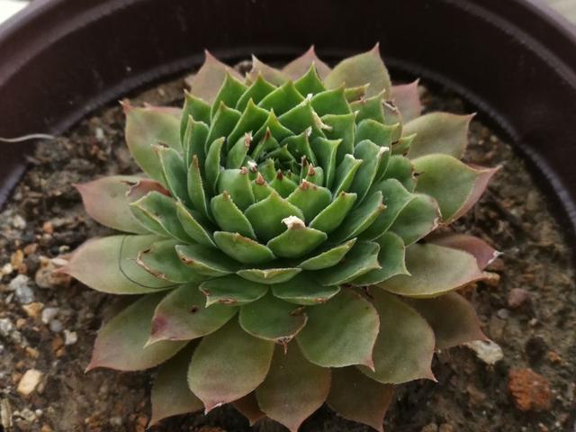 11月天气干旱，花卉容易生虫，自制杀虫水远离虫害