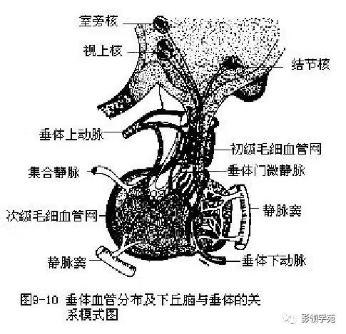 垂体病变的MRI诊断