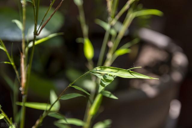 喜欢养花草，就别错过花中“四君子”，好看又有好寓意