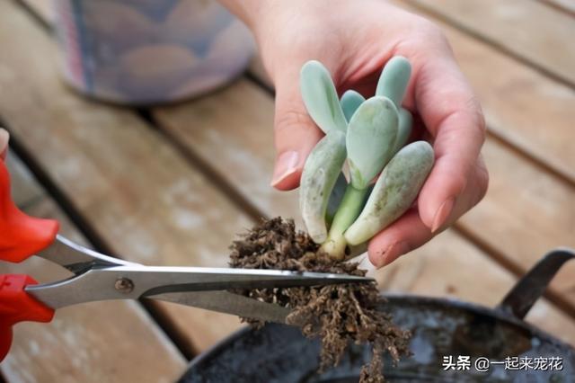 多肉换盆有技巧，掌握几个要点，服盆快生长旺，新手也会