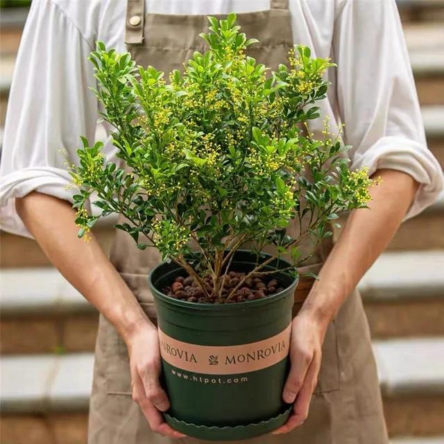 冬天养米兰，注意这4个小细节，还能再开一茬花，清香又典雅