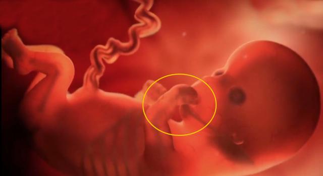 「你的育儿经」胎动最早什么时候出现?不是16周,而是这个孕周,孕妈要心里有数