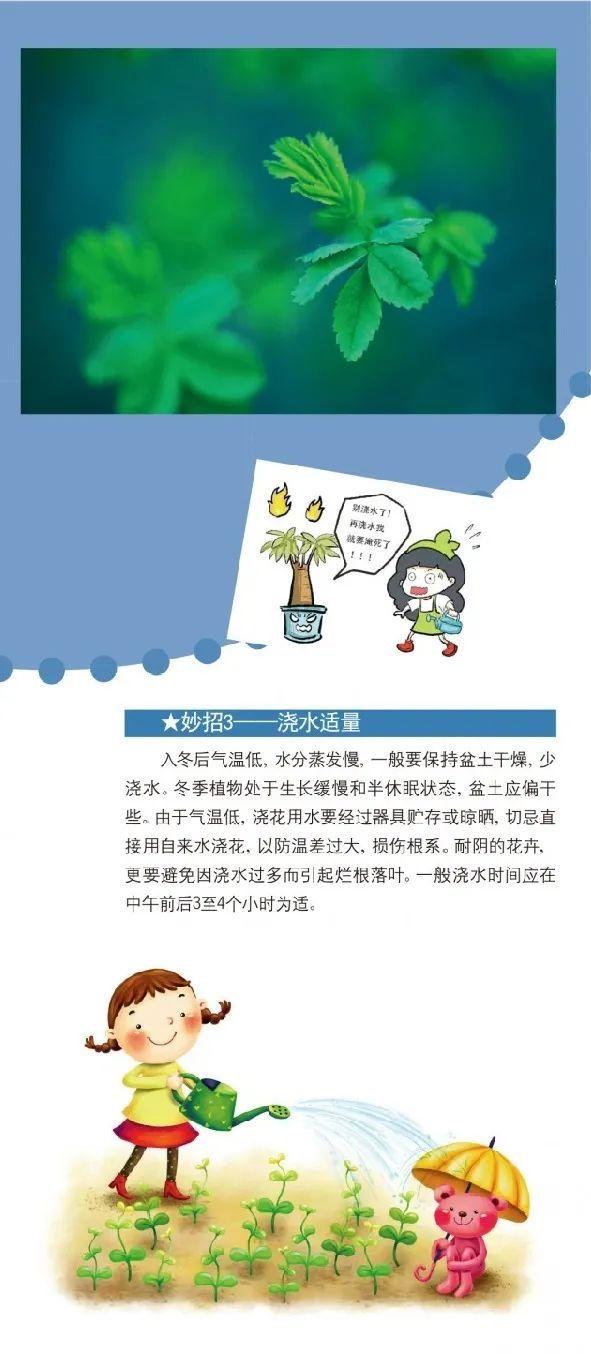 冬天越来越近，家中花花草草怎么养护？请收下这份攻略