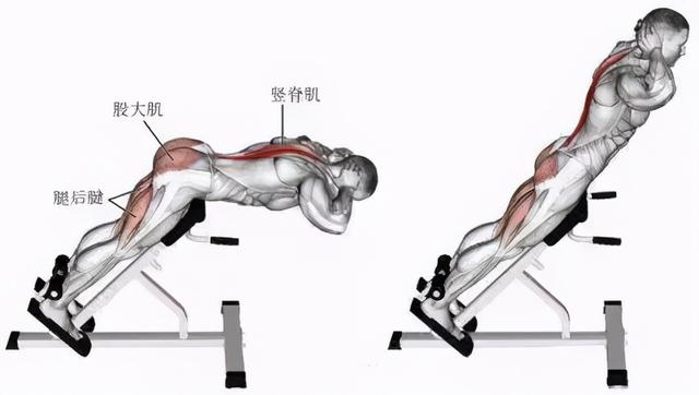 干货分享！深入剖析与腰痛相关的7块肌肉