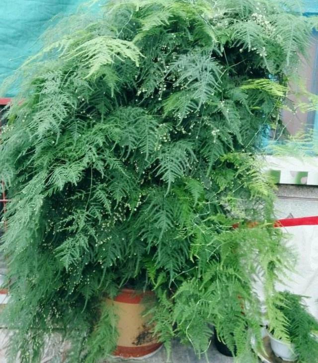 这3种花要“懒养”，越是粗放养护，植株长势越旺盛