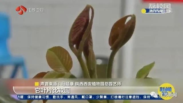 香椿|“这是核桃树，炒不成鸡蛋，看准看准千万看准！”