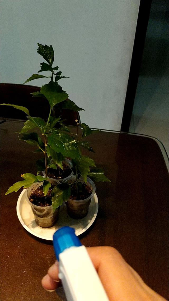 11月天气干旱，花卉容易生虫，自制杀虫水远离虫害