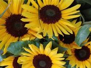 Positive Energy Sunshine Sentences, Warm and Uplifting, Worth Sharing