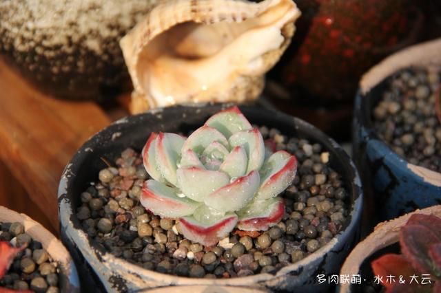 有朋自远方来，拔叶子乎