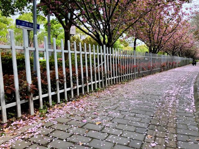 文汇网▲上海首条“落樱不扫”道路诞生!700米长“樱花路”只限定5天哦
