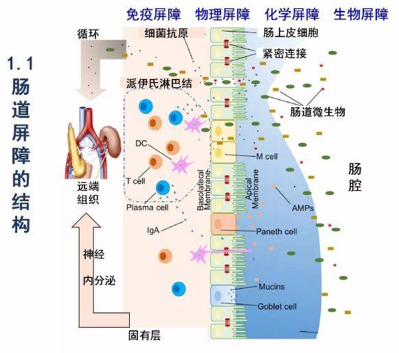 关于肠道的15条箴言