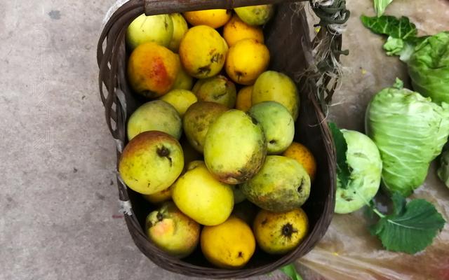 云南这木瓜，6块钱一斤，遇见多买几个，能生吃能做菜，酸甜爽脆