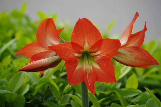 这5种花看着只能养一年，其实花期长，能养好几年，年年能开花