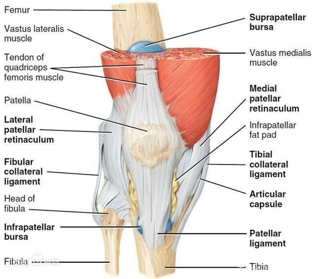 当你的肌肉和韧带都不足以稳定膝盖时会出现骨刺来建立稳定.