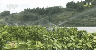 老乡|走进乡村看小康丨树根3岁、树干2岁、枝条1岁 这里的果树为啥有3个年龄