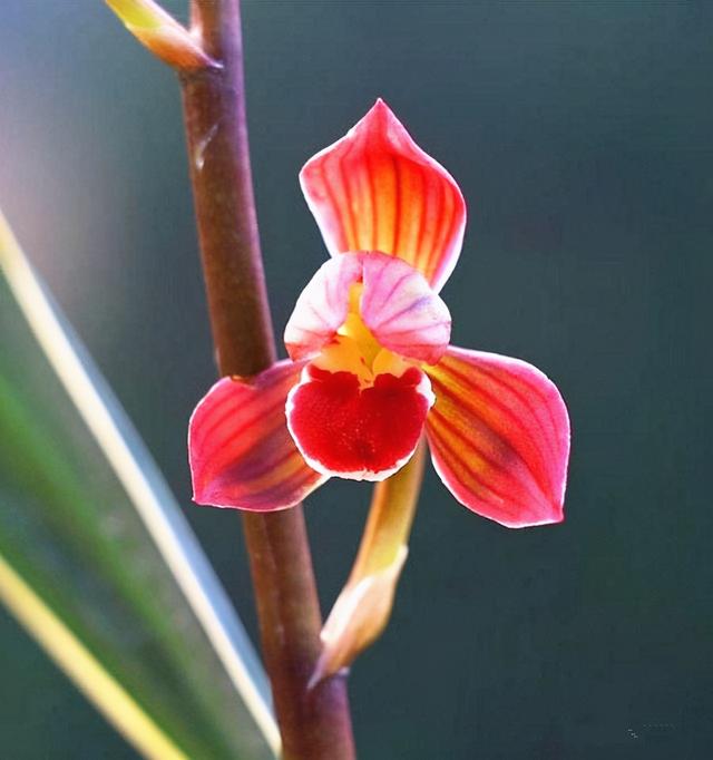 一代名兰“红神荷”，花型完美，香味持久，上盆效果棒，值得入手