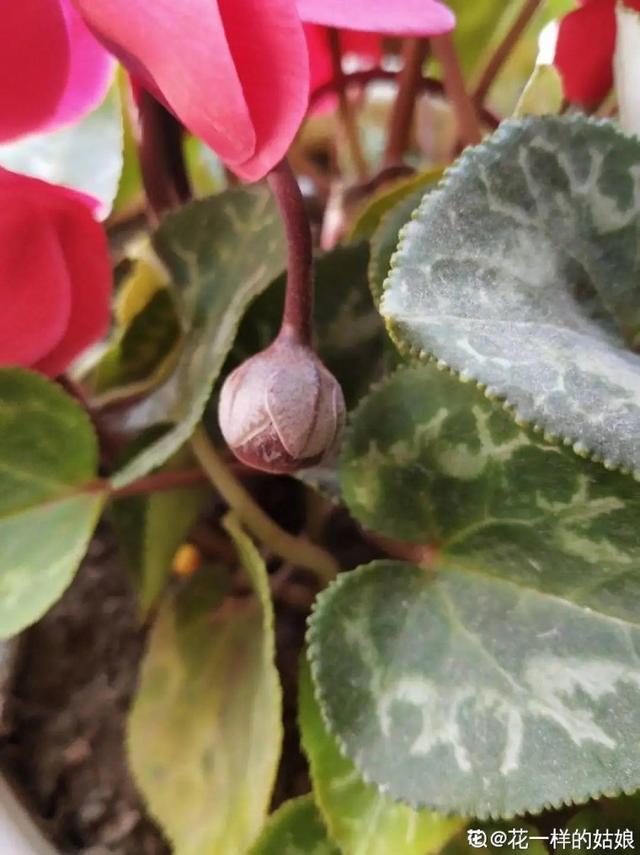 牵牛花开完别急着剪，留下黑豆子，撒土里冒了100盆