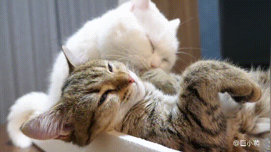 白猫为了取悦狸花猫,提供全方位的服务,不料打到了