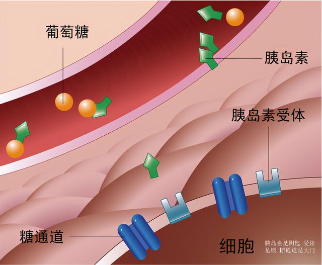 冬季血糖易波动？糖友们做好这几点，天冷也没在怕的