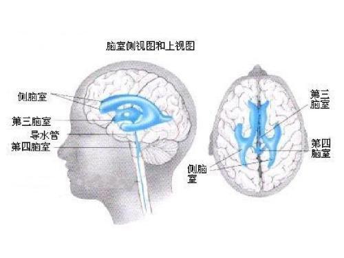 脑科医生带您解读：CT/磁共振报告上的“脑萎缩”是不是病