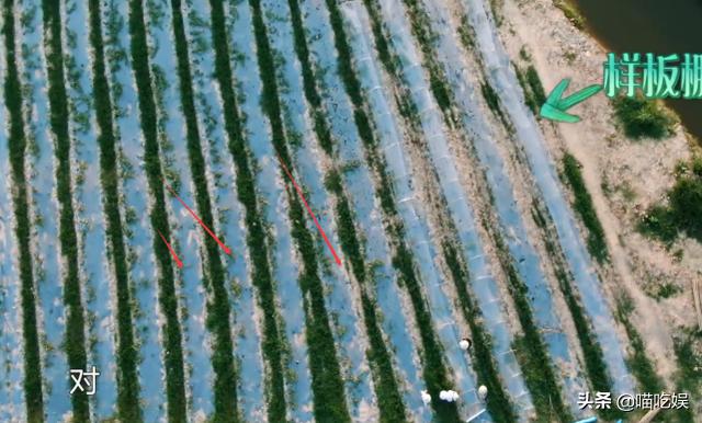 橘子味的猫|胡先煦问哪有西瓜苗?摄像师赶紧补了一个镜头特写,不是糊弄人吗