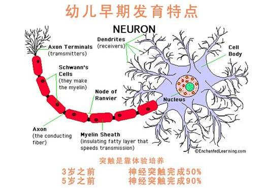 超级宝妈@哈佛大学研究发现：孩子大脑发育关键期一生只有3次，家长别错过