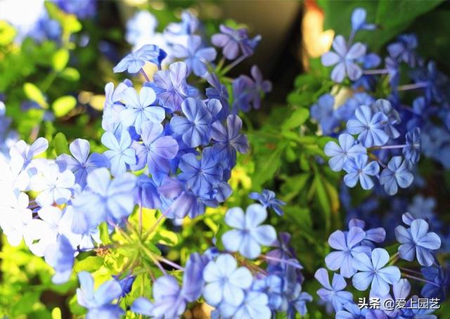 “植物杀手”也需要一个开满鲜花的春天，三种花满足你的成就感