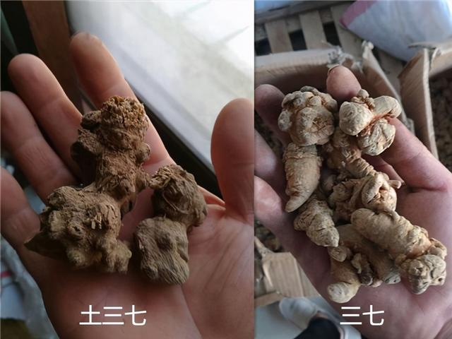 6种养生药材仅一字之差，功效天差地别！买错小心良药变“毒药”