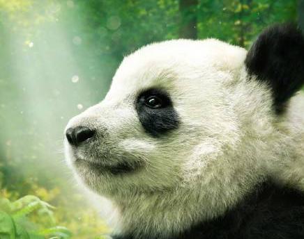 你的育儿经|2020夏令营丨造房子/探秘熊猫/昆虫科考/水中急救……最强小孩养成，一个夏天就够了