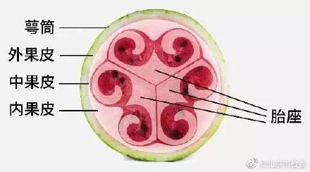西瓜|西瓜为什么中间最甜？