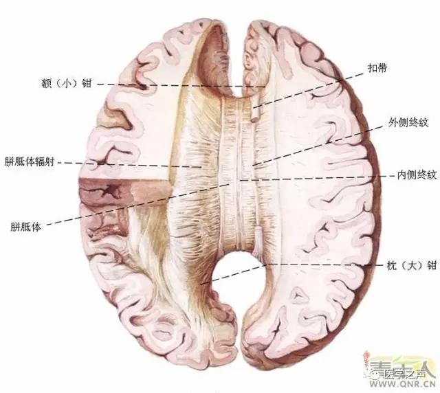 WoW，最全神经系统解剖图来了