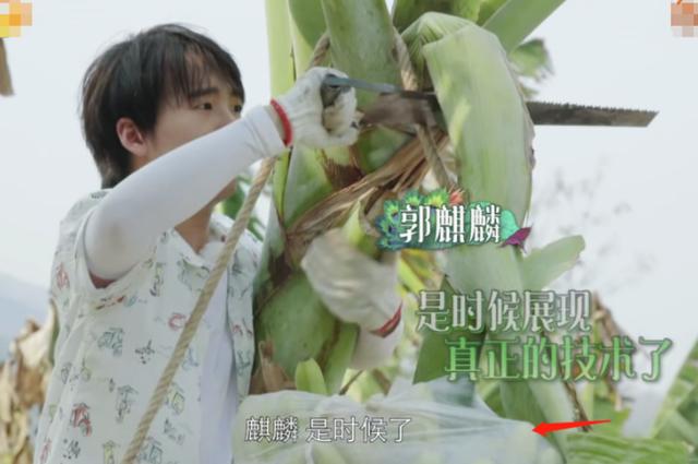 《向往4》滤镜有多强？香蕉在树上还是绿的，落地就掉色了9号放映厅