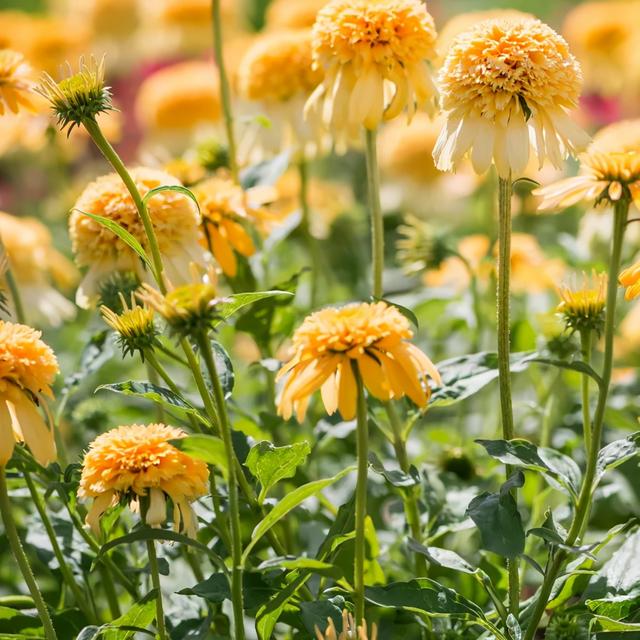 夏季庭院里一抹浓艳的色彩——松果菊