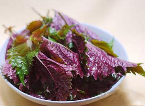 藿香|藿香与紫苏 芳香有妙用