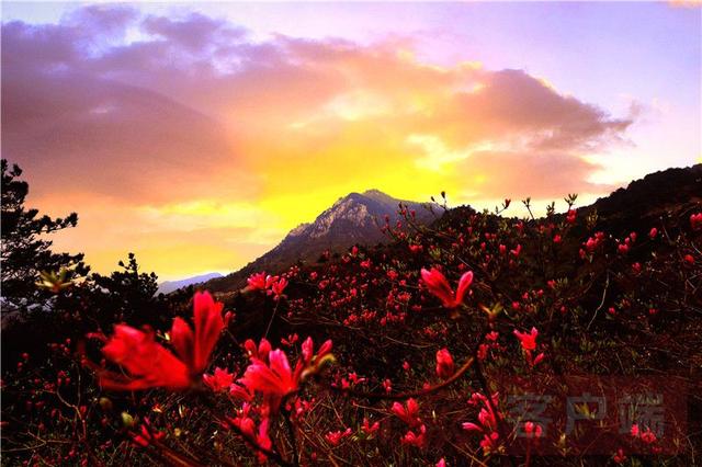 「全国党媒信息公共平台」金视界 | 商城县：女人寨上杜鹃红