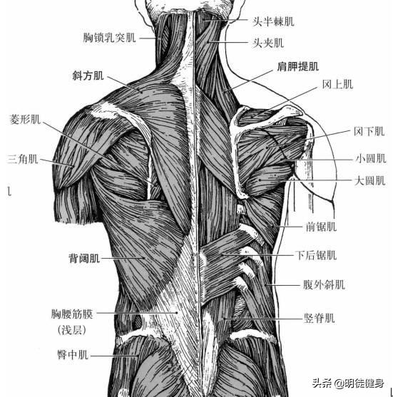 背部肌肉群分布图