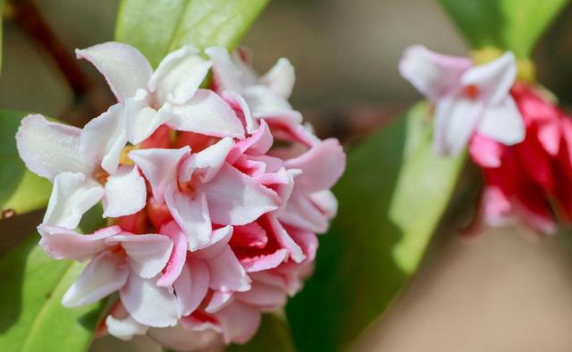 家里通风差，快养两种香香花，冬天开花香喷喷，花色也很美