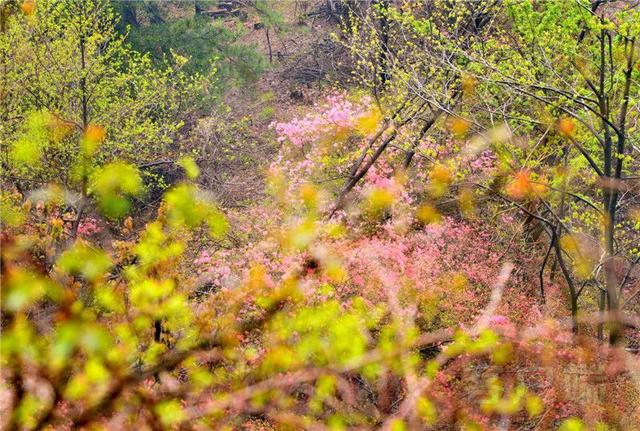 「全国党媒信息公共平台」金视界 | 商城县：女人寨上杜鹃红