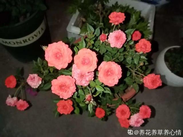 11月，千万别买这种花，养不活惹一肚子气