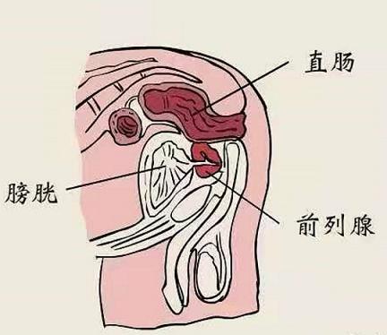 前列腺|聊聊前列腺被雄激素催促的一生